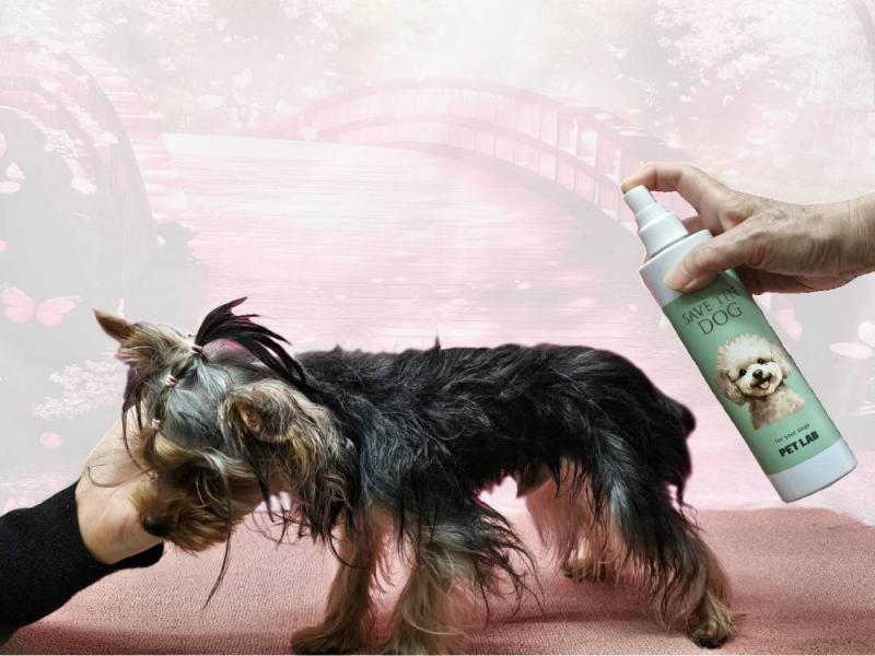 フケ・抜け毛・皮膚病対策の犬用化粧水「セイヴ ザ ドッグ」を使っているようす