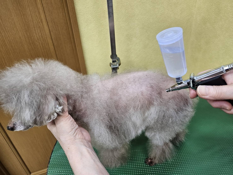 犬用化粧水「セイヴ ザ ドッグ」を使用しているようす