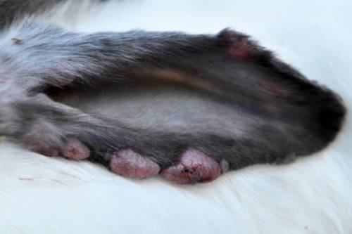 うさぎの皮膚病のようす